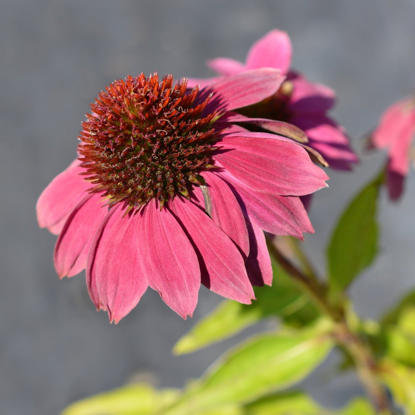Echinacea purpurea 9cm - plants - express.com