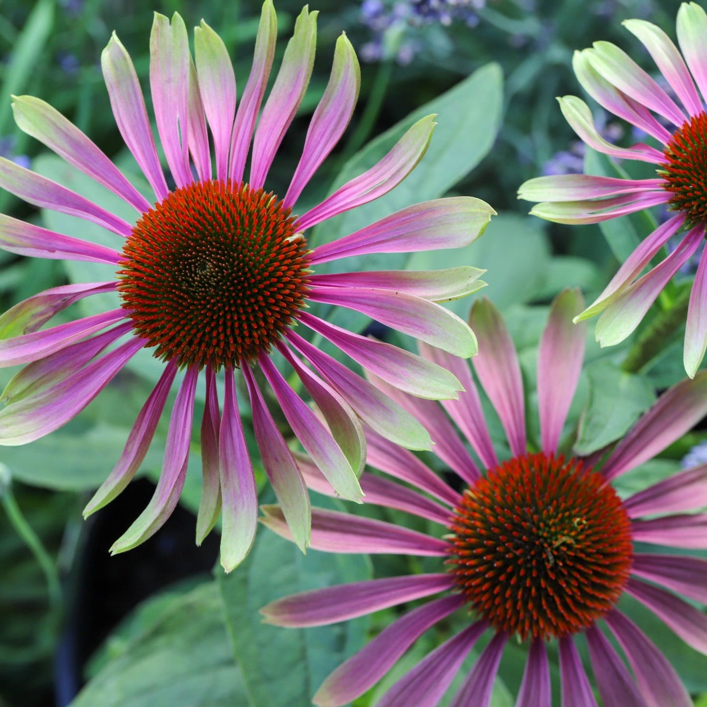 Echinacea purpurea 'Green Twister' 9cm - plants - express.com