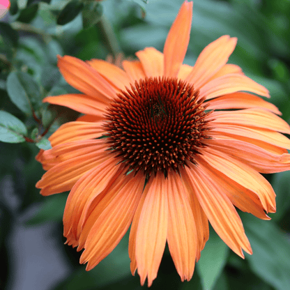 Echinacea purpurea Prairie Blaze Orange Sunset - 9cm Pot - plants - express.com
