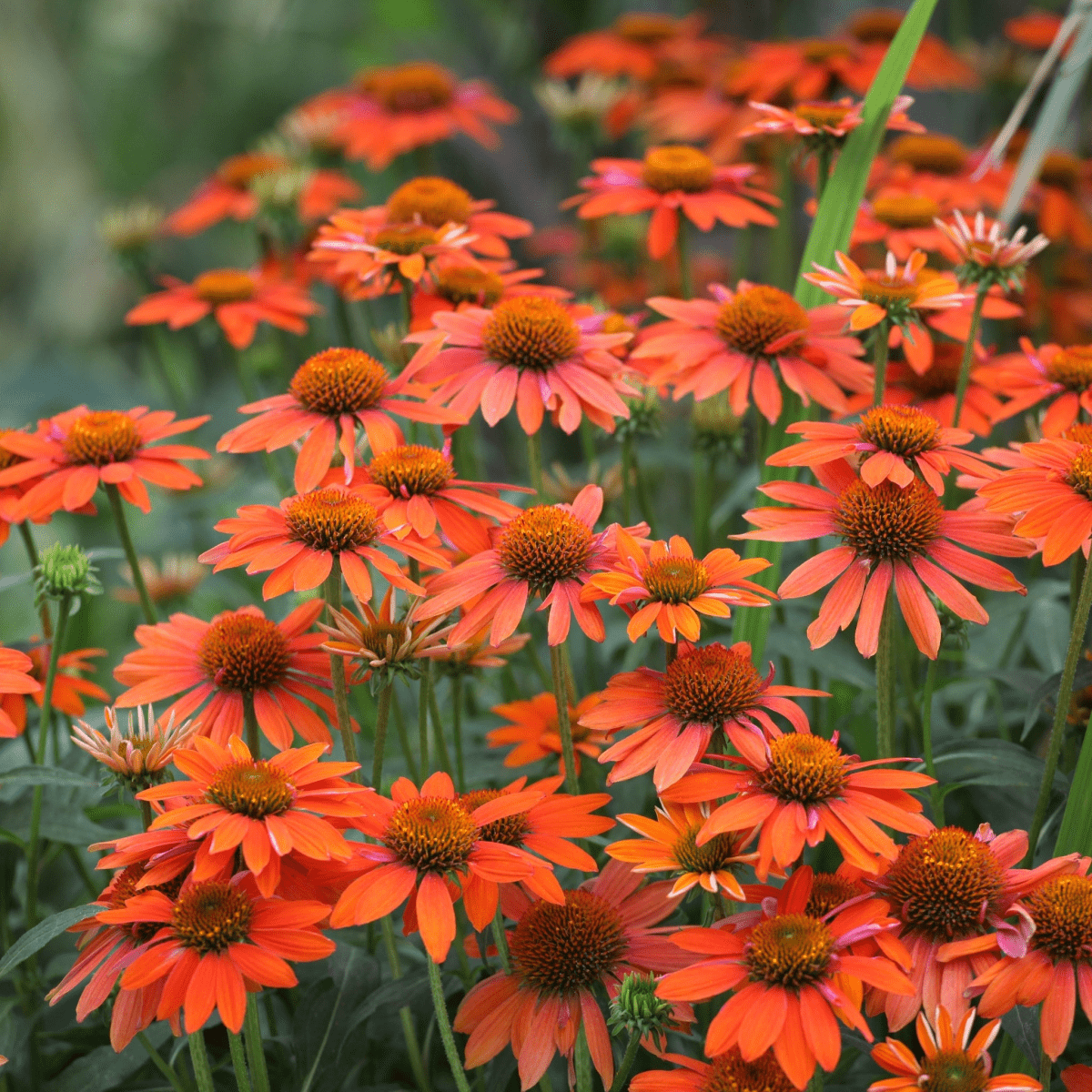 Echinacea purpurea Prairie Blaze Orange Sunset - 9cm Pot - plants - express.com
