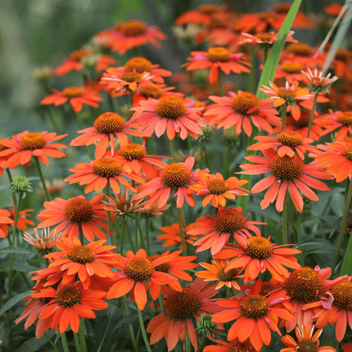 Echinacea purpurea Prairie Blaze Orange Sunset - 9cm Pot - plants - express.com