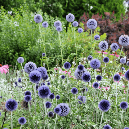 Echinops bannaticus 'Blue Globe' 9cm / 2L - plants - express.com