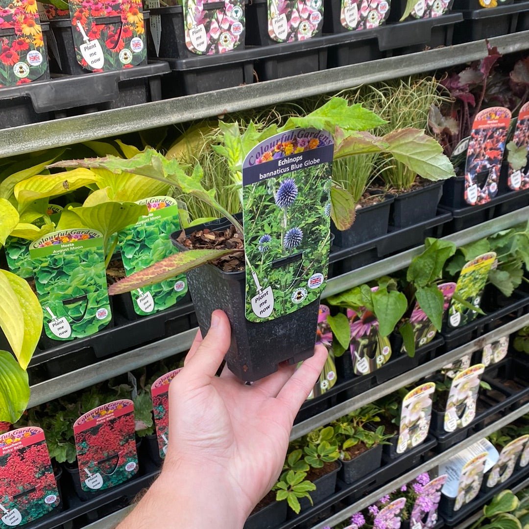 Echinops bannaticus 'Blue Globe' 9cm / 2L - plants - express.com