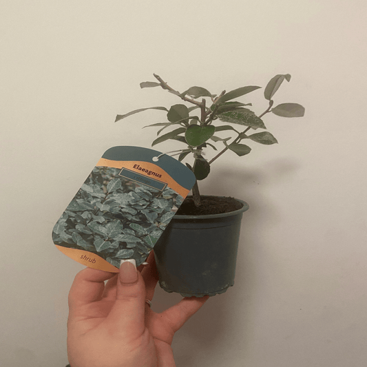 Elaeagnus Compacta: Hardy Evergreen Shrub with Scented Autumn Blooms & Berries - plants - express.com