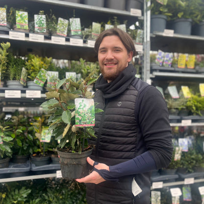 Elaeagnus Compacta: Hardy Evergreen Shrub with Scented Autumn Blooms & Berries - plants - express.com