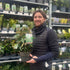 2L (50-60cm including pot)