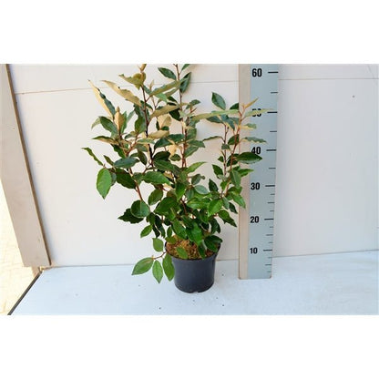 Elaeagnus Compacta: Hardy Evergreen Shrub with Scented Autumn Blooms & Berries - plants - express.com