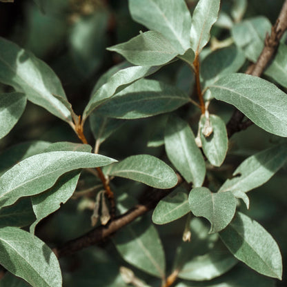 Elaeagnus Compacta: Hardy Evergreen Shrub with Scented Autumn Blooms & Berries - plants - express.com
