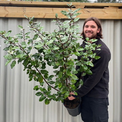 Elaeagnus Compacta: Hardy Evergreen Shrub with Scented Autumn Blooms & Berries - plants - express.com