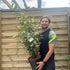 5L (90-100cm including pot)