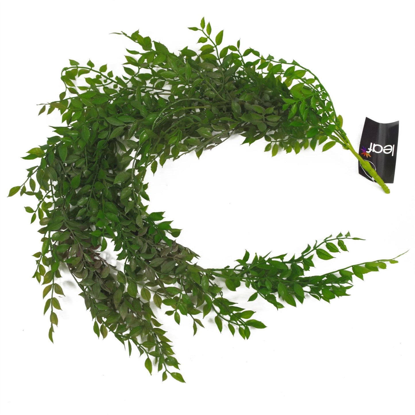 Elegant 100cm Hanging String of Pearls Fern - Lush Dark Green Beauty - plants - express.com
