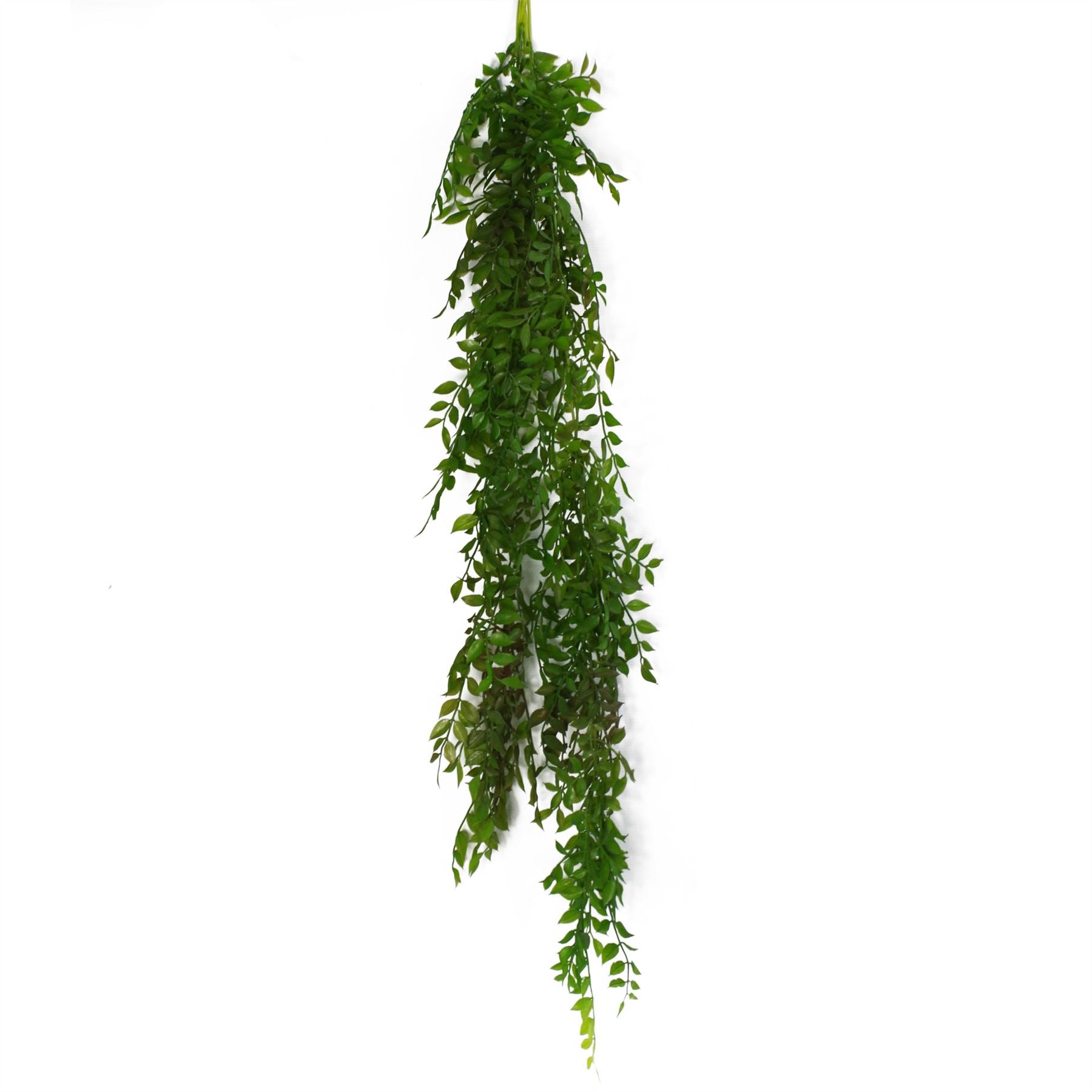 Elegant 100cm Hanging String of Pearls Fern - Lush Dark Green Beauty - plants - express.com