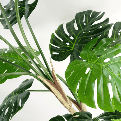 Elegant 150cm Monstera Plant with Stylish Black & Gold Metal Planter Combo - plants - express.com