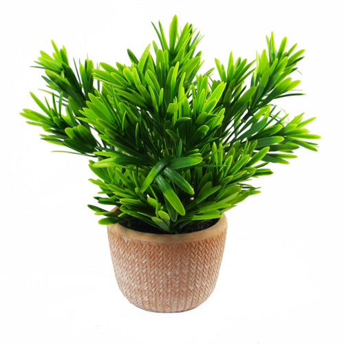 Elegant 22cm Honey Plant in Terracotta Pot - Lush Green Home Accent - plants - express.com