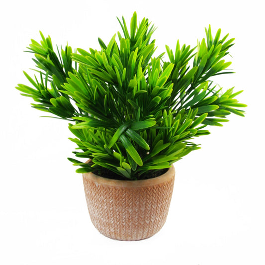 Elegant 22cm Honey Plant in Terracotta Pot - Lush Green Home Accent - plants - express.com