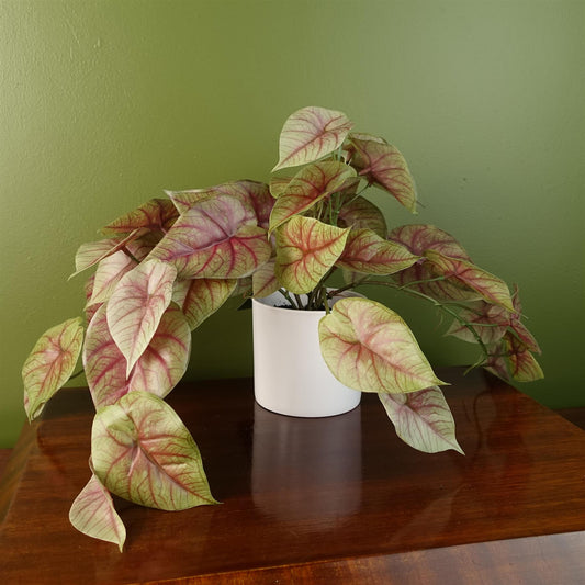 Elegant 30cm Pink Caladium Potted Plant - Lifelike Decor for Any Space! - plants - express.com