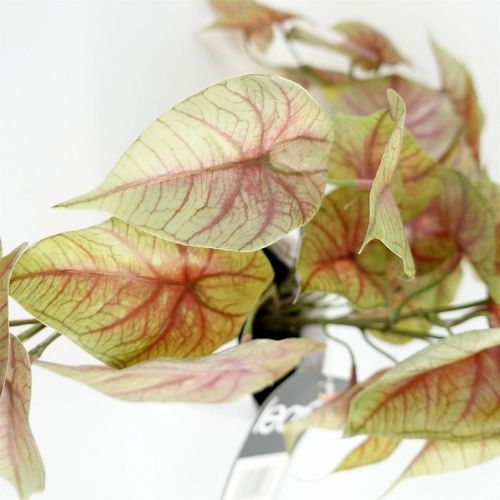 Elegant 30cm Pink Caladium Potted Plant - Lifelike Decor for Any Space! - plants - express.com