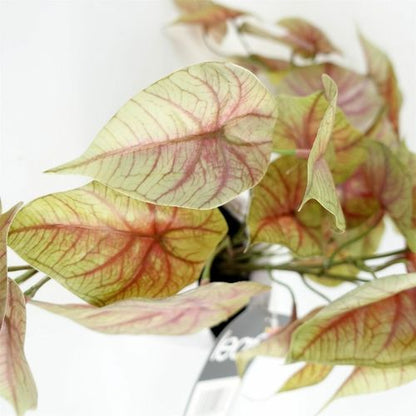 Elegant 30cm Pink Caladium Potted Plant - Lifelike Decor for Any Space! - plants - express.com