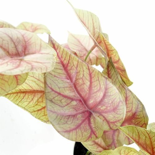 Elegant 30cm Pink Caladium Potted Plant - Lifelike Decor for Any Space! - plants - express.com