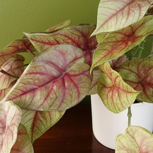 Elegant 30cm Pink Caladium Potted Plant - Lifelike Decor for Any Space! - plants - express.com