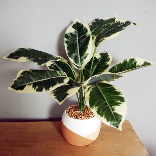 Elegant 40cm Variegated Pothos Plant in Hand - Painted Cement Planter - plants - express.com