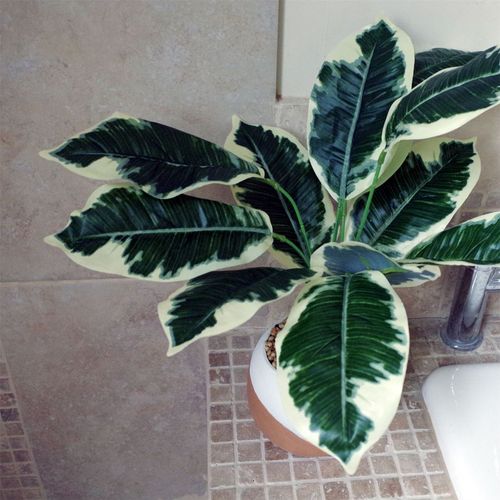 Elegant 40cm Variegated Pothos Plant in Hand - Painted Cement Planter - plants - express.com