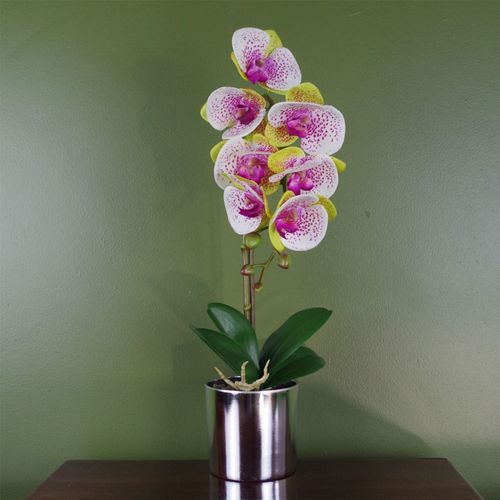 Elegant 46cm Harlequin Pink Orchid in Stylish Silver Pot - Lifelong Beauty! - plants - express.com