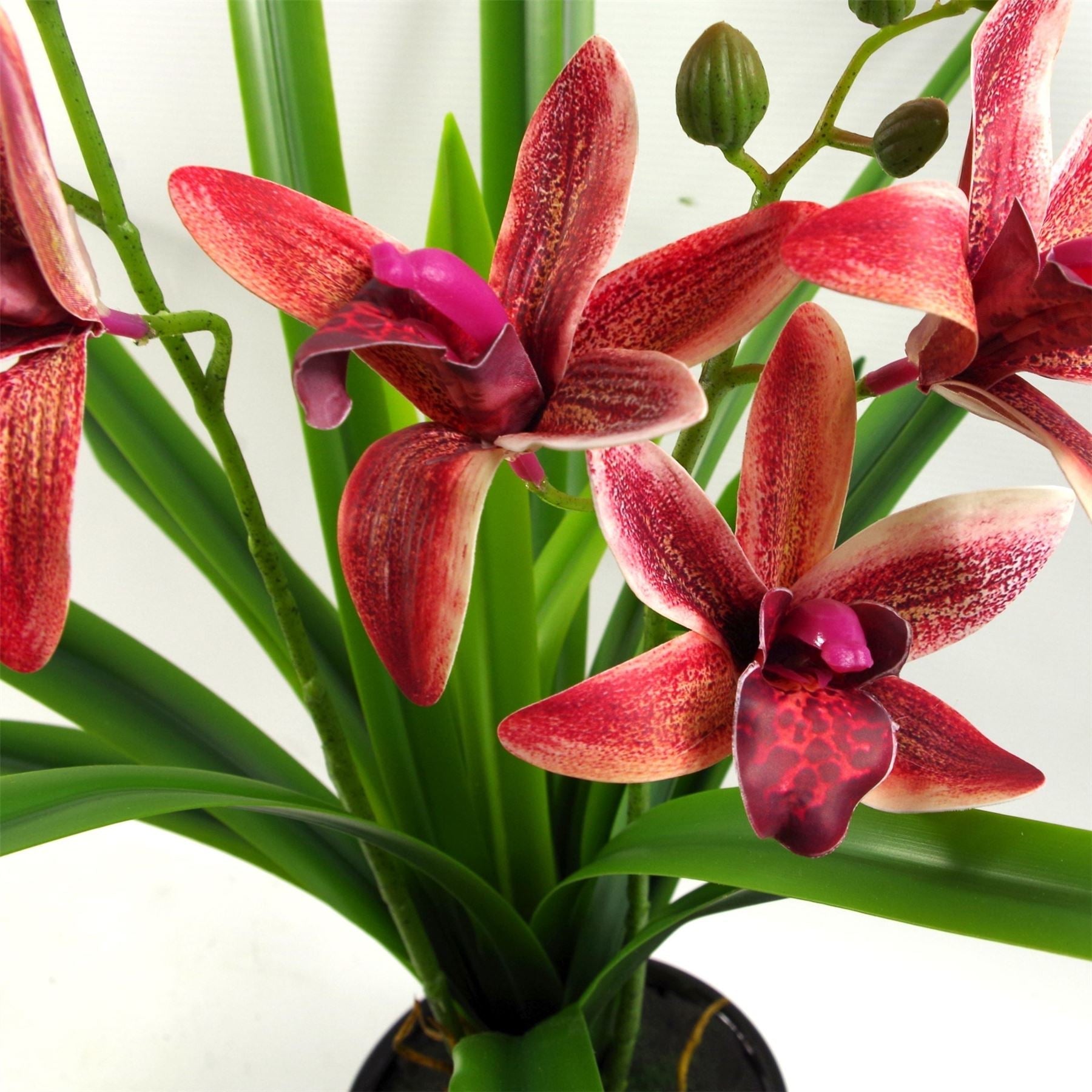 Elegant 50cm Dark Pink Orchid in Chic Ceramic Planter - Perfect Home Decor - plants - express.com