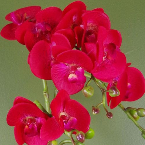 Elegant 50cm Red Leopard Phalaenopsis Orchid in Gold Honeycomb Pot - plants - express.com