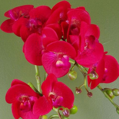 Elegant 50cm Red Leopard Phalaenopsis Orchid in Gold Honeycomb Pot - plants - express.com