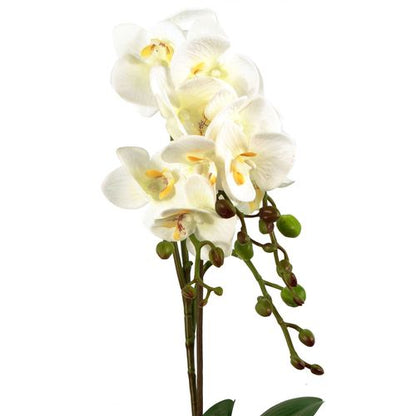 Elegant 54cm White Orchid Plant in Stylish Gold Pot - Realistic Touch! - plants - express.com