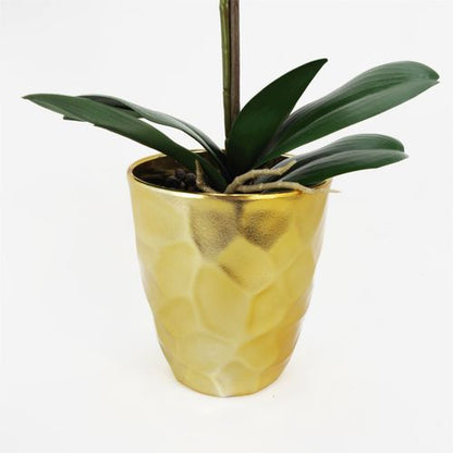 Elegant 54cm White Orchid Plant in Stylish Gold Pot - Realistic Touch! - plants - express.com