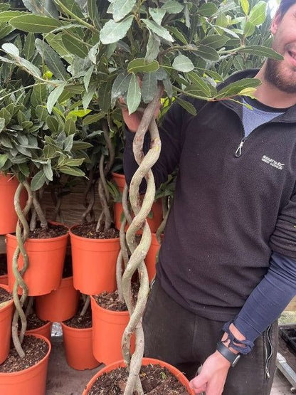 Elegant 5ft Double Spiral Bay Tree | Aromatic Laurus Nobilis | Perfect Home Accent - plants - express.com