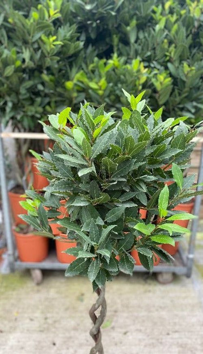 Elegant 5ft Double Spiral Bay Tree | Aromatic Laurus Nobilis | Perfect Home Accent - plants - express.com