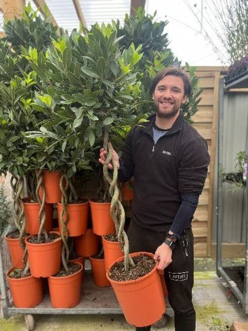 Elegant 5ft Double Spiral Bay Tree | Aromatic Laurus Nobilis | Perfect Home Accent - plants - express.com