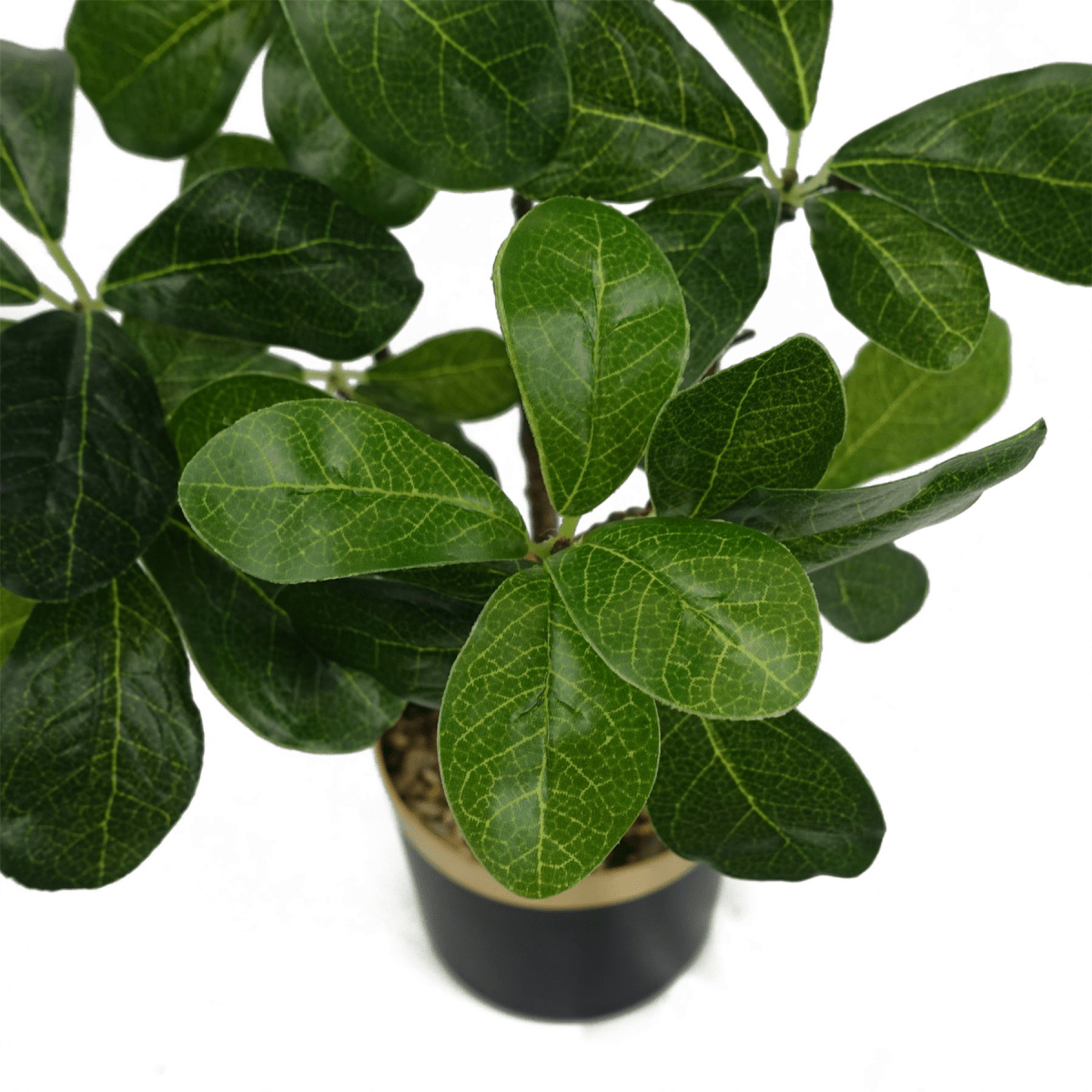 Elegant 60cm Artificial Ficus Bonsai Tree - Lifelike Indoor Decor - plants - express.com