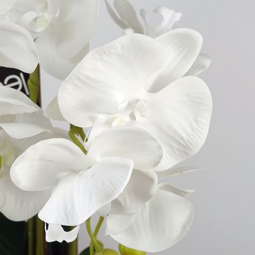 Elegant 60cm Pure White Orchid with Stylish Ceramic Bubble Planter - plants - express.com
