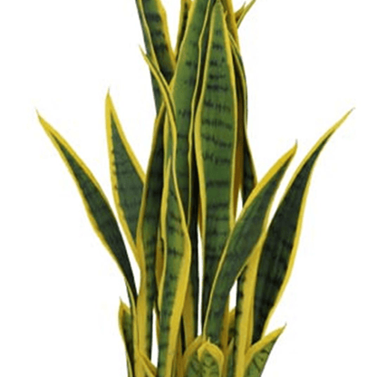 Elegant 70cm Faux Sansevieria Plant in Sturdy Pot - Modern Home Décor - plants - express.com