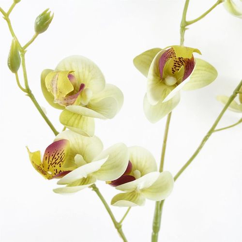 Elegant 80cm Cream Mini Orchid Stems - Set of 6 for Stunning Arrangements - plants - express.com