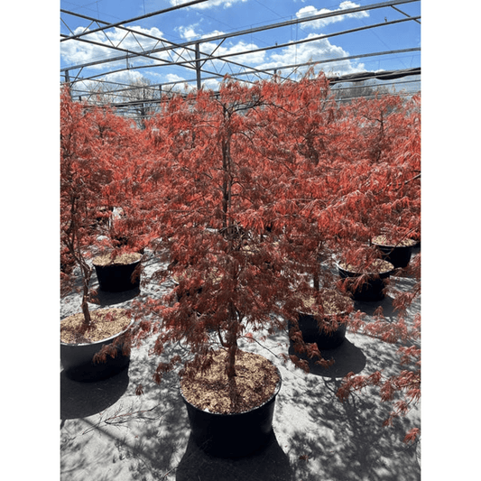 Elegant Acer palmatum 'Inaba - Shidare' Japanese Maple – 170cm, 50L - plants - express.com