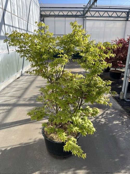 Elegant Acer palmatum 'Inaba - shidare' Japanese Maple - Vibrant Cascading Foliage - plants - express.com