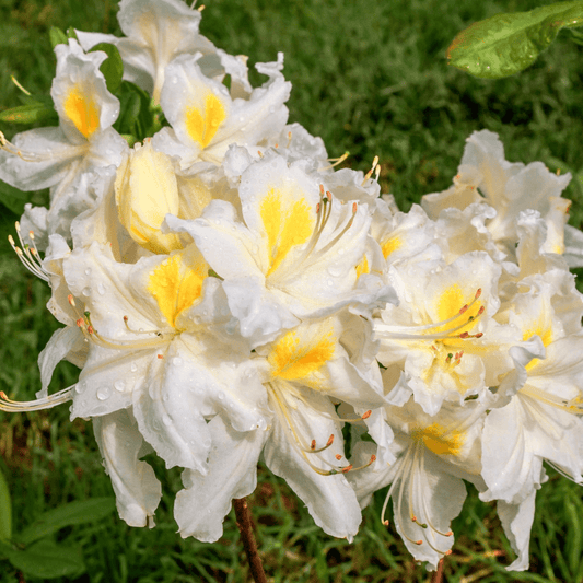 Elegant Azalea 'White Throat' 5L - Stunning White Blooms for Your Garden - plants - express.com