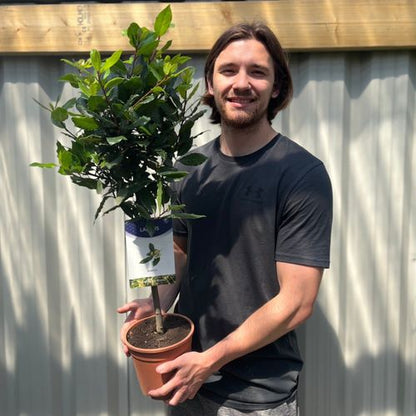 Elegant Bay Trees - Perfect Patio Pair, Easy Care & Culinary Delight! - plants - express.com