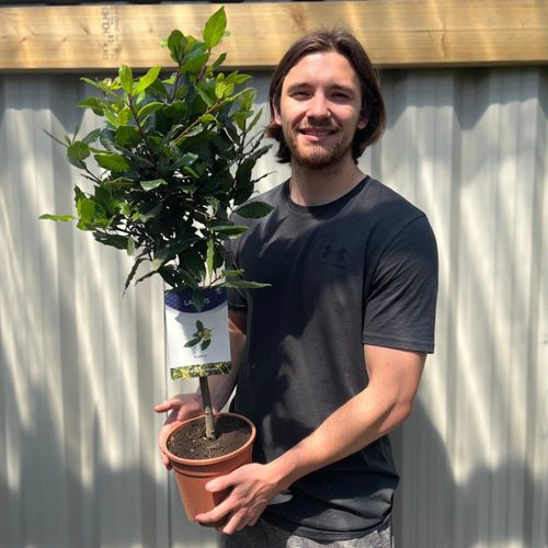 Elegant Bay Trees - Perfect Patio Pair, Easy Care & Culinary Delight! - plants - express.com