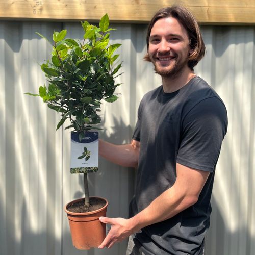 Elegant Bay Trees - Perfect Patio Pair, Easy Care & Culinary Delight! - plants - express.com