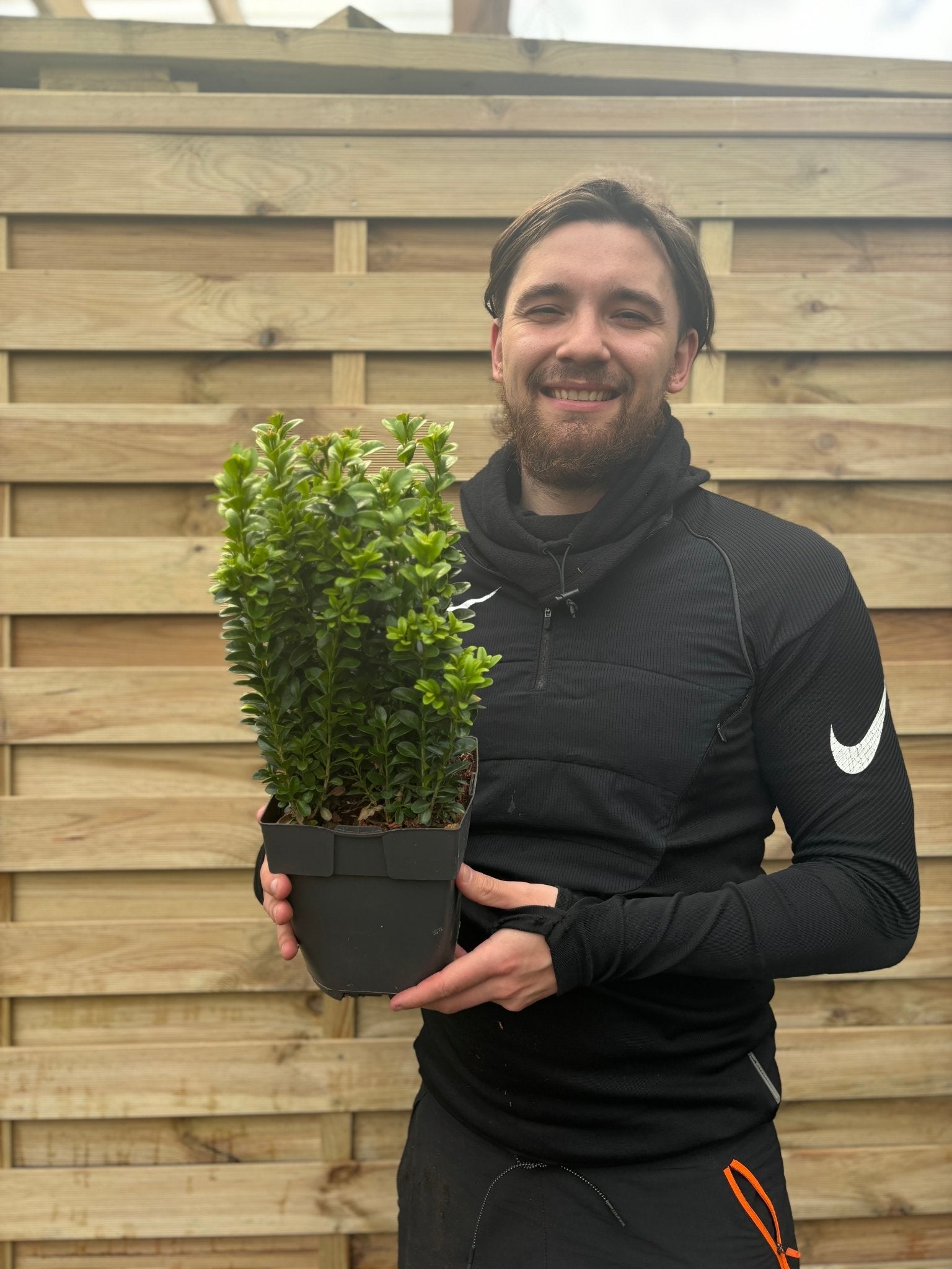 Elegant Buxus Hedging - Perfect for Stunning Topiary Designs! - plants - express.com