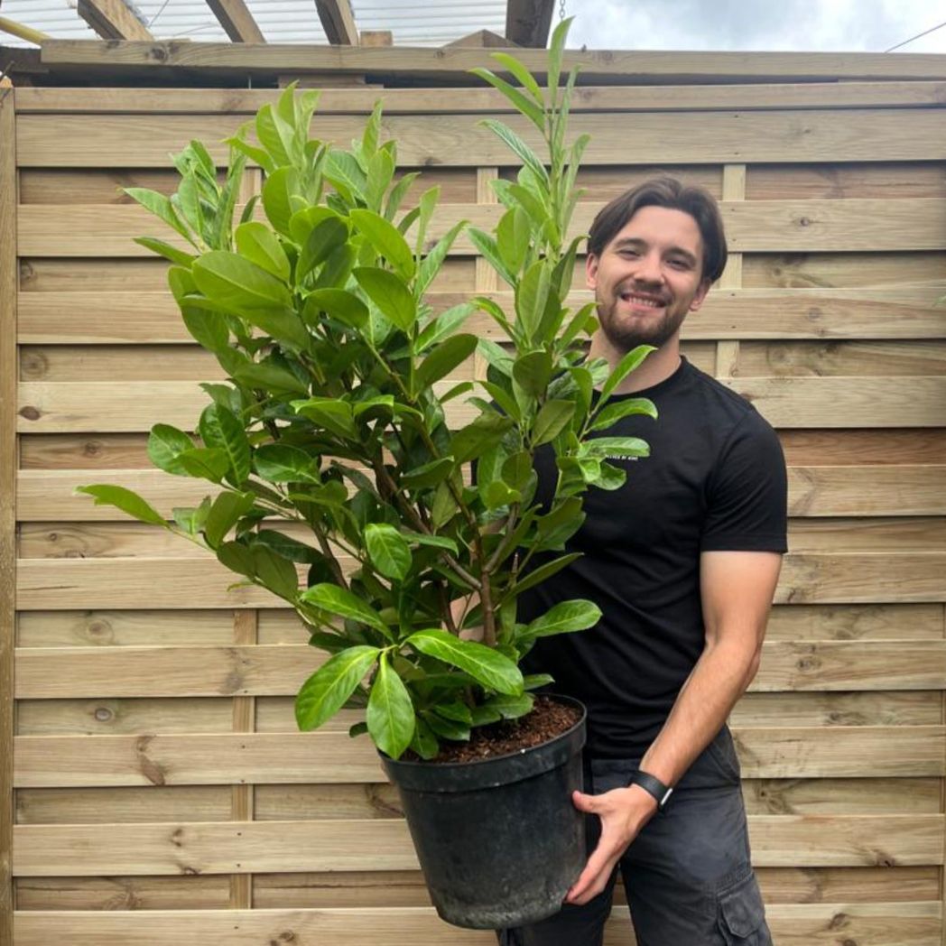 Elegant Cherry Laurel Hedge - 3 - 4ft Potted Plants with Blooming Beauty! - plants - express.com