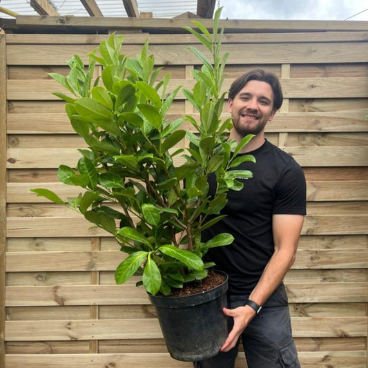 Elegant Cherry Laurel Hedge - 3 - 4ft Potted Plants with Blooming Beauty! - plants - express.com