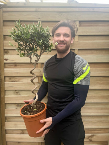 Elegant Corkscrew Olive Tree - Hardy 80 - 90cm Evergreen Beauty for Your Garden - plants - express.com