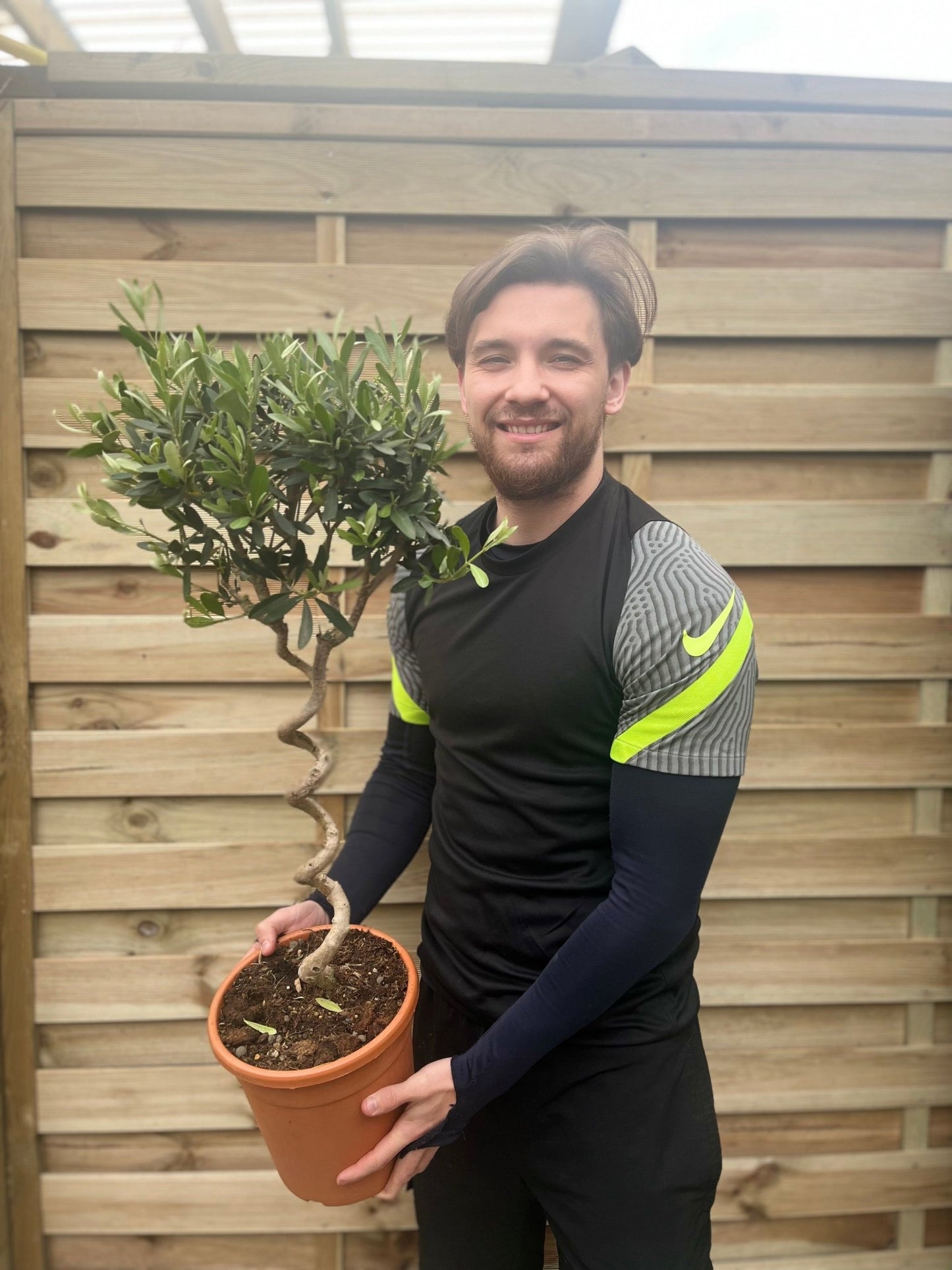Elegant Corkscrew Olive Tree - Hardy 80 - 90cm Evergreen Beauty for Your Garden - plants - express.com